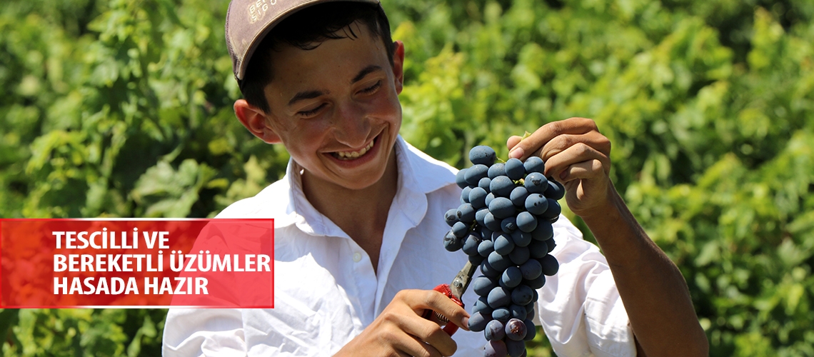 Tescilli ve bereketli üzümler hasada hazır
