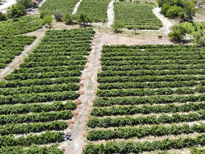 Tescilli ve bereketli üzümler hasada hazır