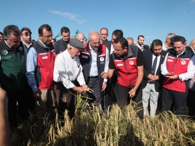 Çeltikte damla sulama dönemi başladı