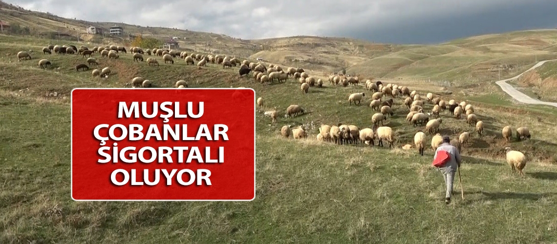 Muşlu çobanlar sigortalı oluyor