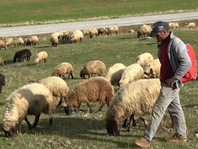 Muşlu çobanlar sigortalı oluyor