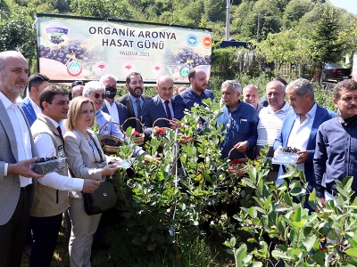 Coğrafi işaretli, organik “Yalova aronyası” hasat edildi