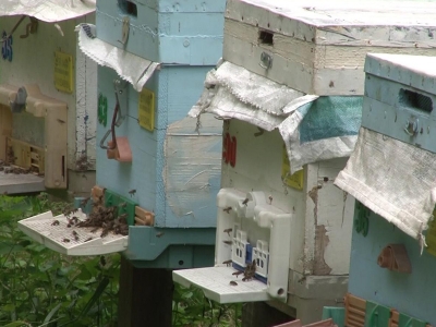 İstanbul, ‘Şile kestane balı’nı coğrafi işaretle tescilledi