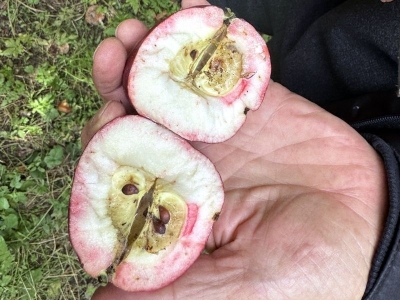 İçi kırmızı elma kalitesini tescille koruyor