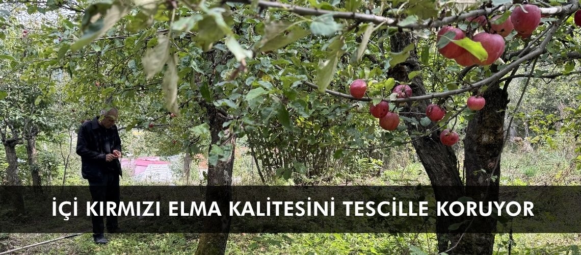 İçi kırmızı elma kalitesini tescille koruyor