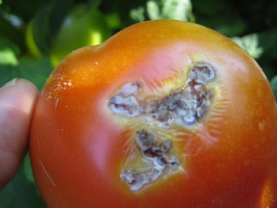 Antalya’da domates güvesiyle mücadele
