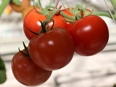 Çöpten elde edilen enerji tarımsal üretime dönüşüyor