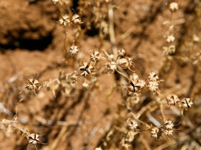 Uşak çörek otu üretiminde liderliği koruyor