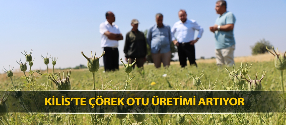 Kilis’te çörek otu üretimi artıyor