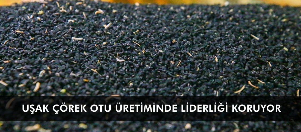 Uşak çörek otu üretiminde liderliği koruyor