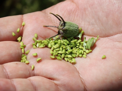 Kilis’te çörek otu üretimi artıyor