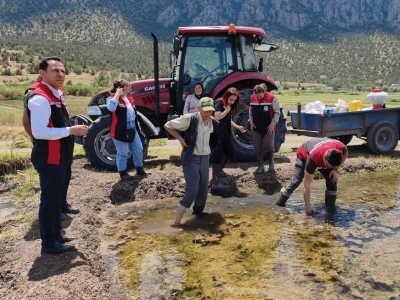 Kuraklığa karşı yerli çeltik tohumları deneniyor