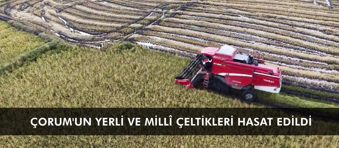 Çorum'un yerli ve millî çeltikleri hasat edildi