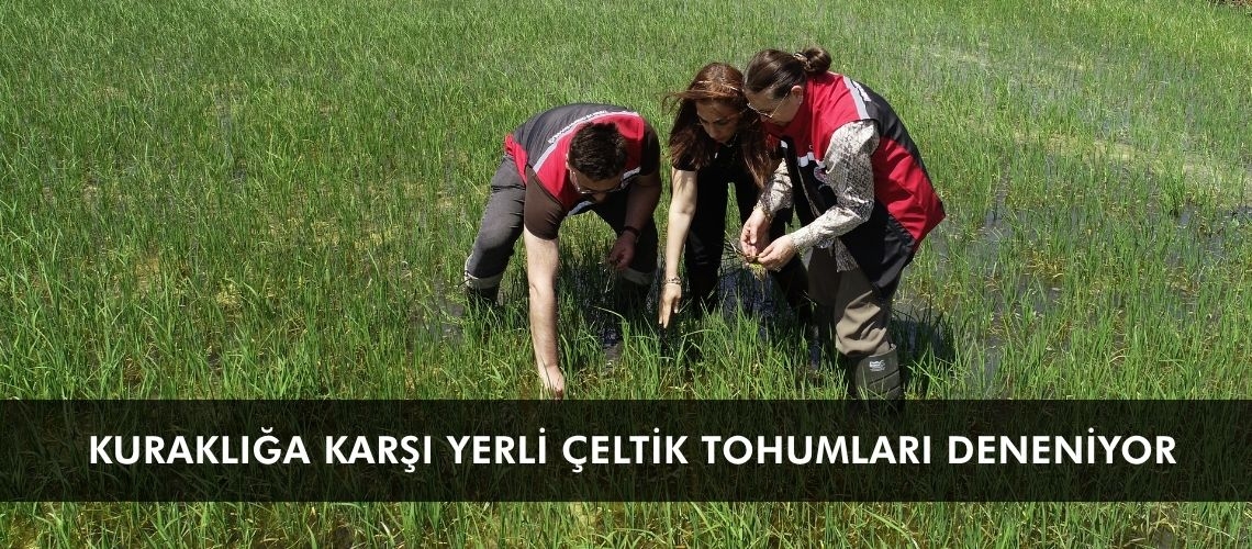 Kuraklığa karşı yerli çeltik tohumları deneniyor