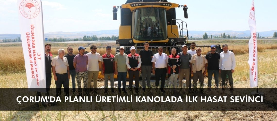 Çorum'da planlı üretimli kanolada ilk hasat sevinci