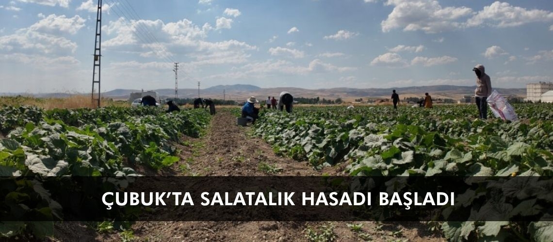 Çubuk’ta salatalık hasadı başladı