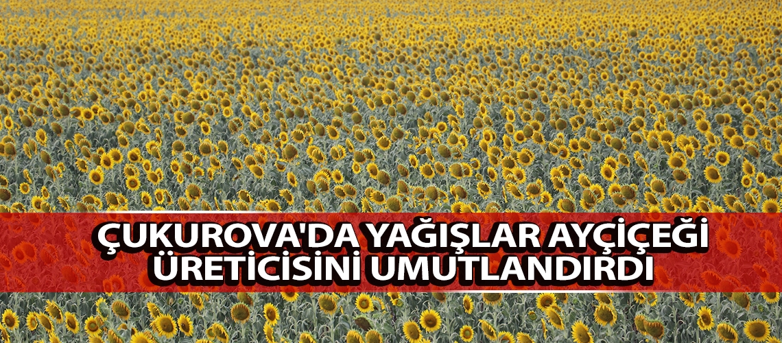 Çukurova'da yağışlar ayçiçeği üreticisini umutlandırdı