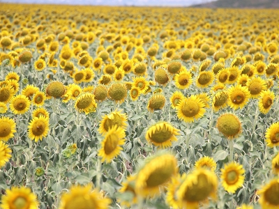 Çukurova'da yağışlar ayçiçeği üreticisini umutlandırdı