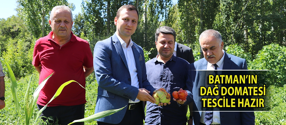 Batman’ın dağ domatesi tescile hazır