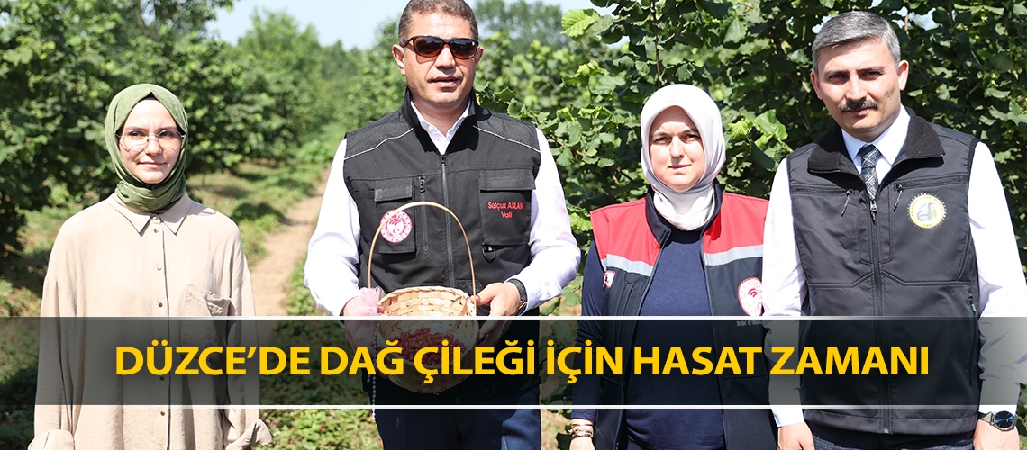 Düzce’de dağ çileği için hasat zamanı