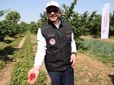Düzce’de dağ çileği için hasat zamanı