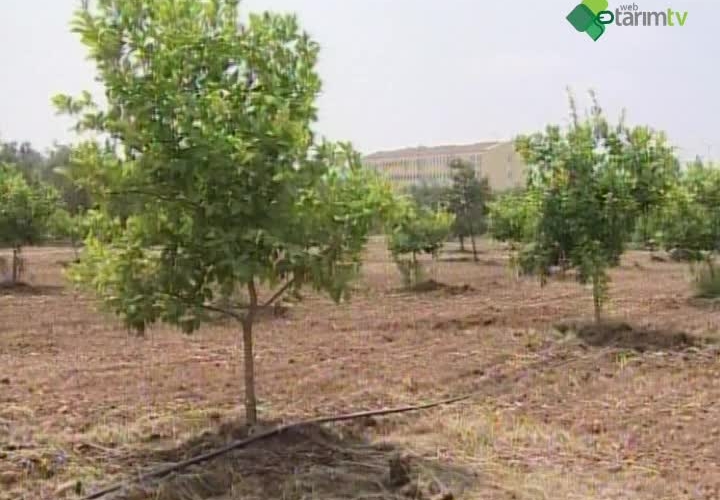 Damla Sulama Yöntemi