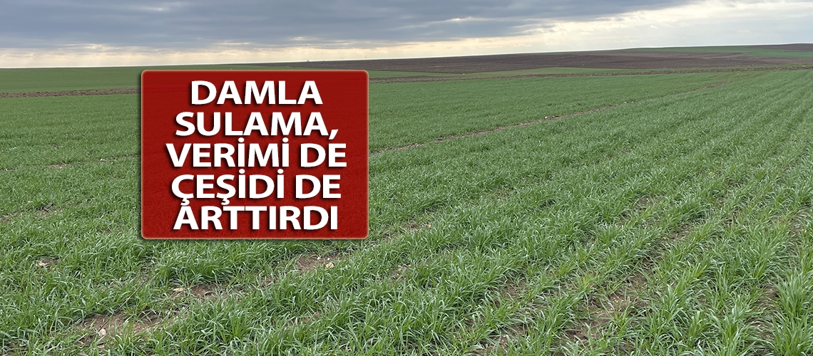 Damla sulama, verimi de çeşidi de arttırdı