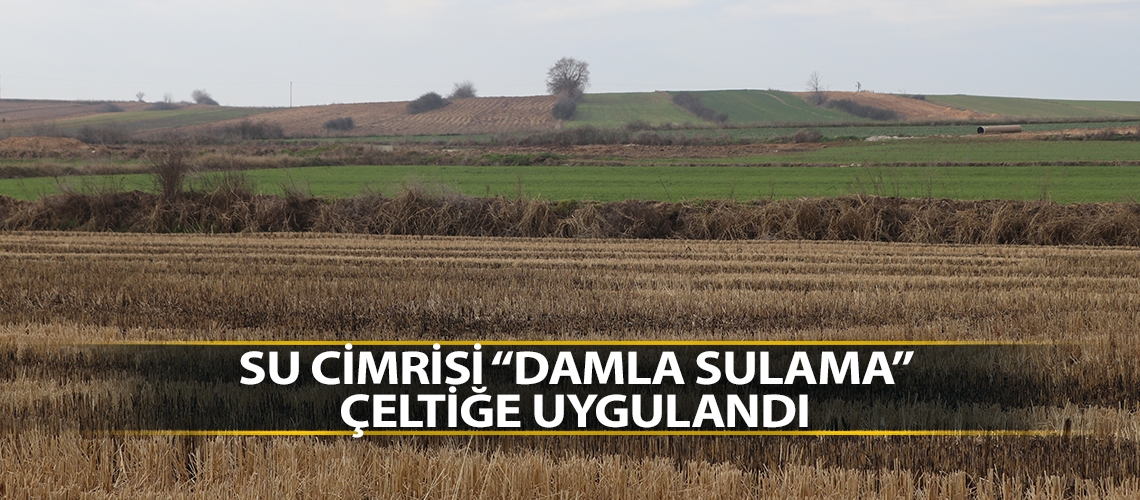 Su cimrisi “damla sulama” çeltiğe uygulandı