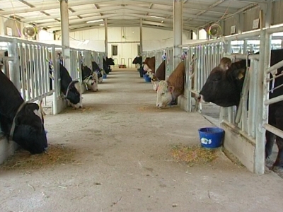 Dana, Düve ve Boğaların Bakım ve Beslenmesi