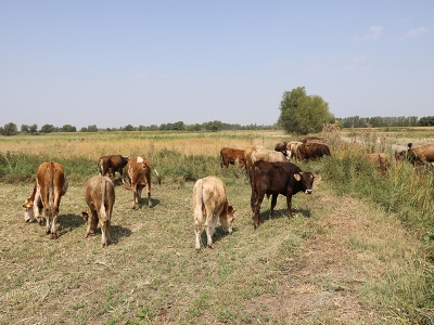 Genç Çiftçi Projesi