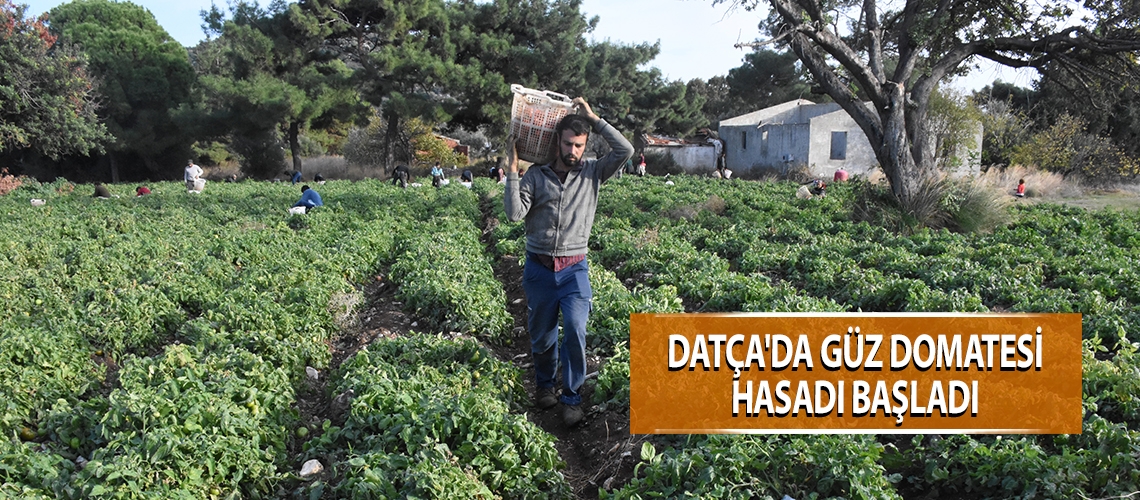 Datça'da güz domatesi hasadı başladı