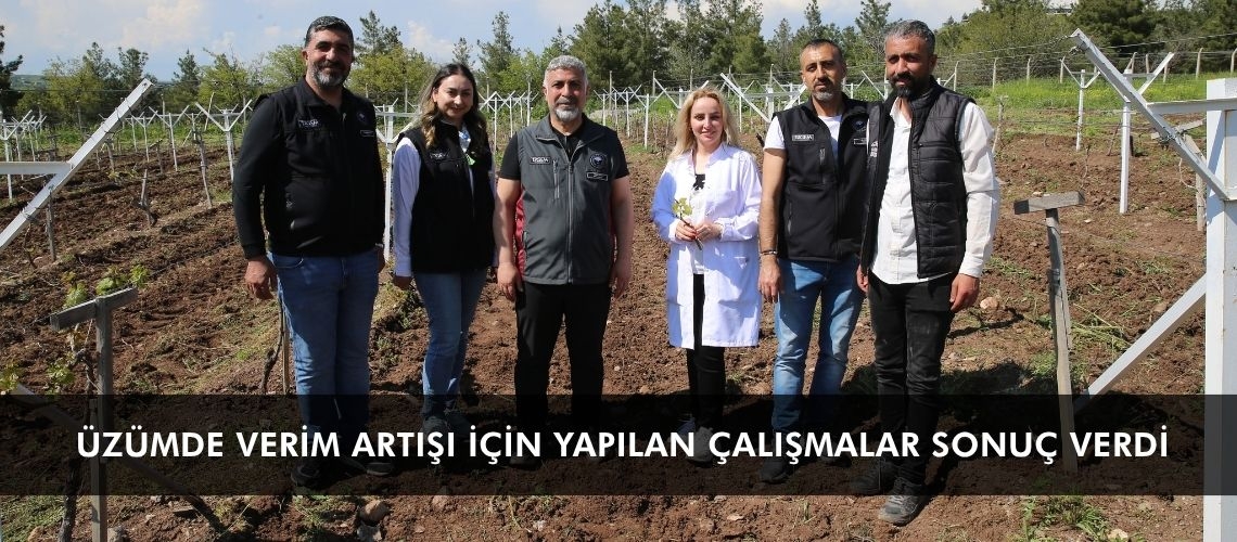 Üzümde verim artışı için yapılan çalışmalar sonuç verdi