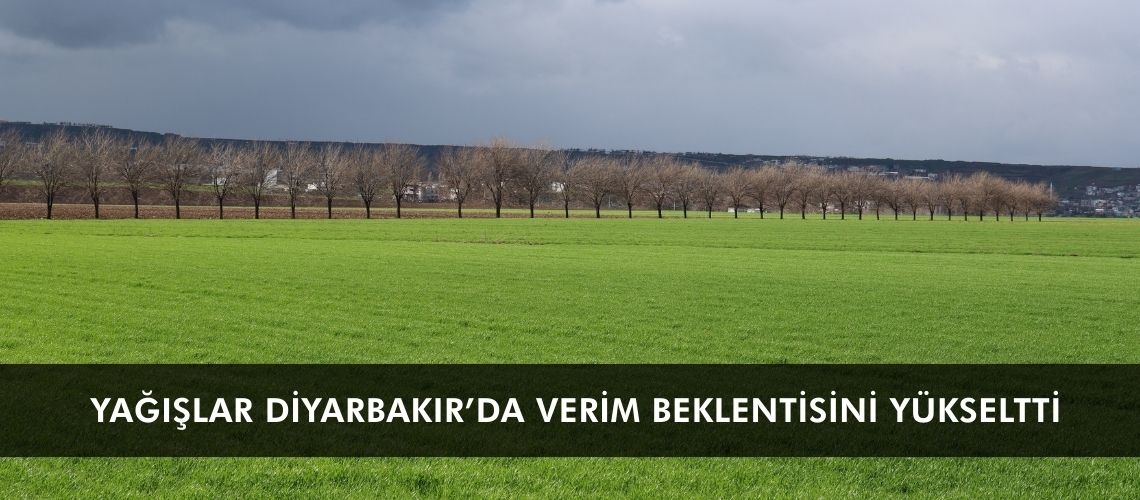 Yağışlar Diyarbakır’da verim beklentisini yükseltti