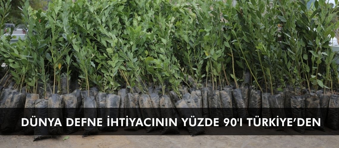 Dünya defne ihtiyacının yüzde 90'ı Türkiye’den