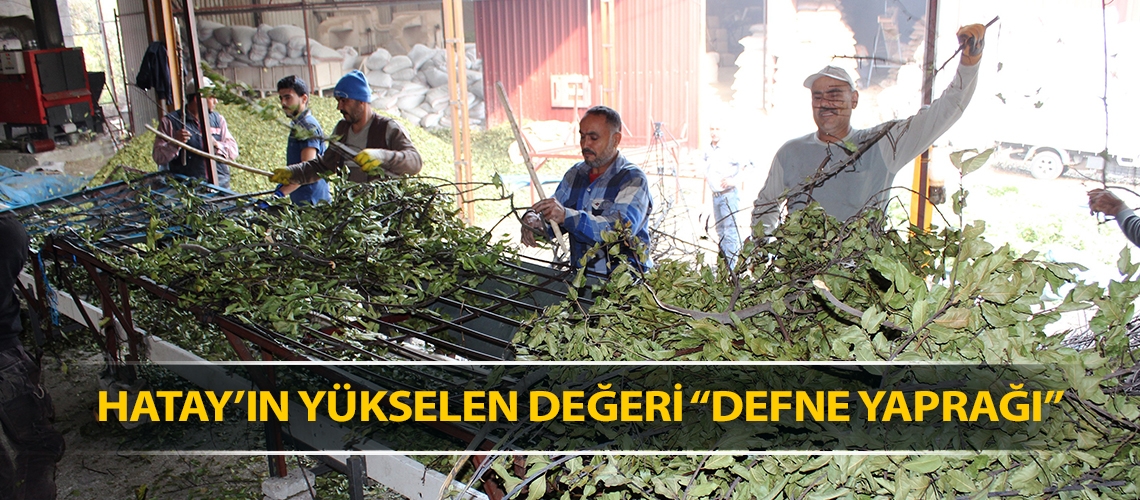 Hatay’ın yükselen değeri “Defne yaprağı”