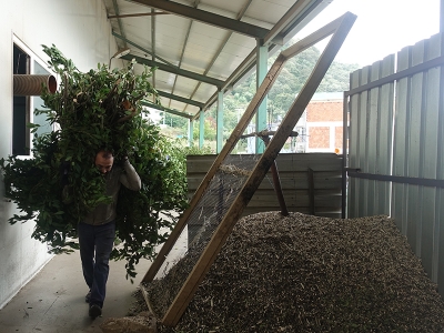 Tarım ve Orman Bakanlığı’ndan Bursa’da defne desteği