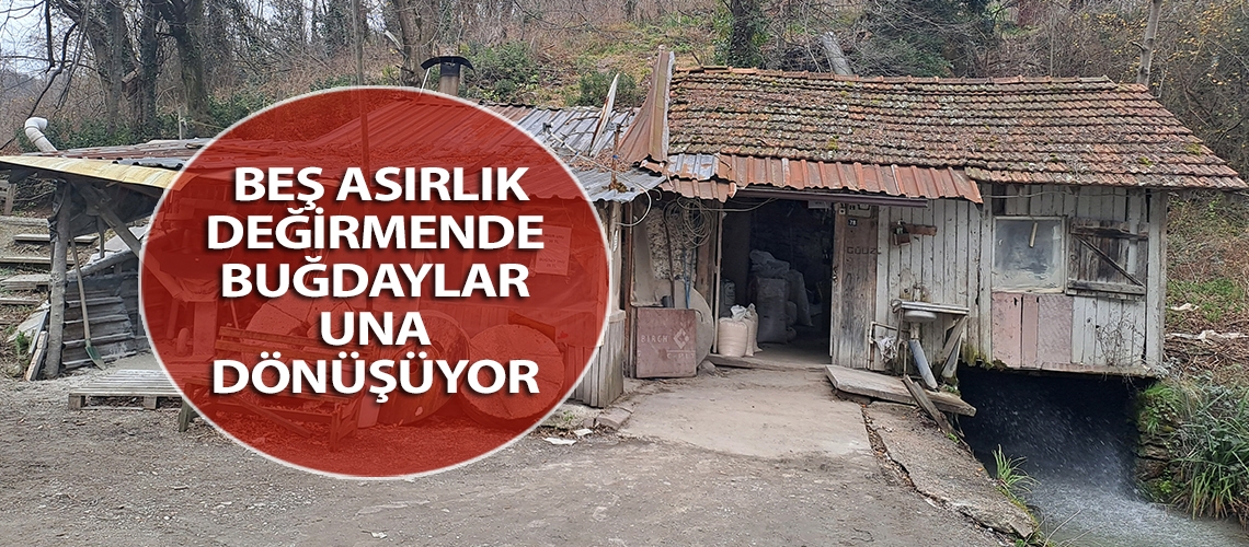 Beş asırlık değirmende buğdaylar una dönüşüyor