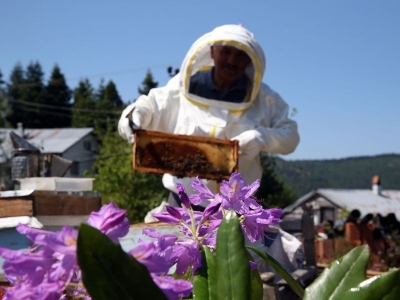 ‘Deli bal’ın üretim sezonu başladı