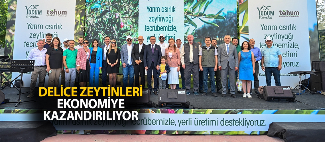 Delice zeytinleri ekonomiye kazandırılıyor