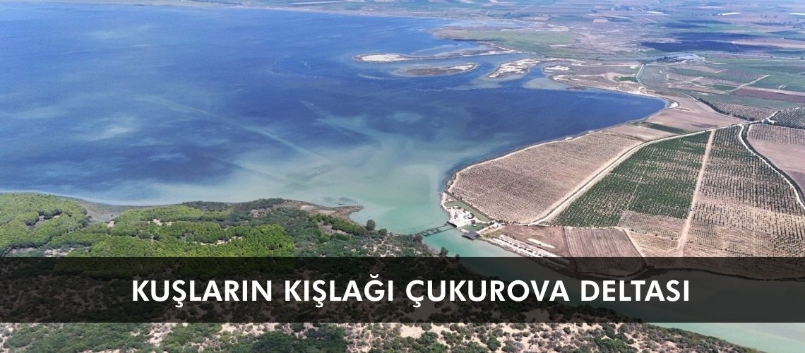 Kuşların kışlağı Çukurova Deltası