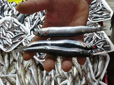 Denetimden geçmeyen balıklar paylaşılıyor