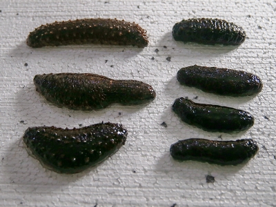 Deniz patlıcanında seri üretim başlıyor