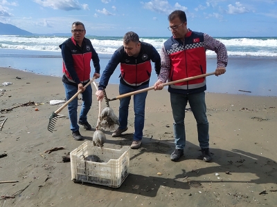 Denizanaları karaya vurdu