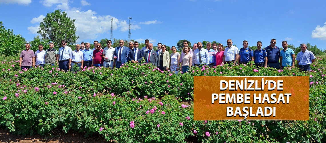 Denizli’de pembe hasat başladı