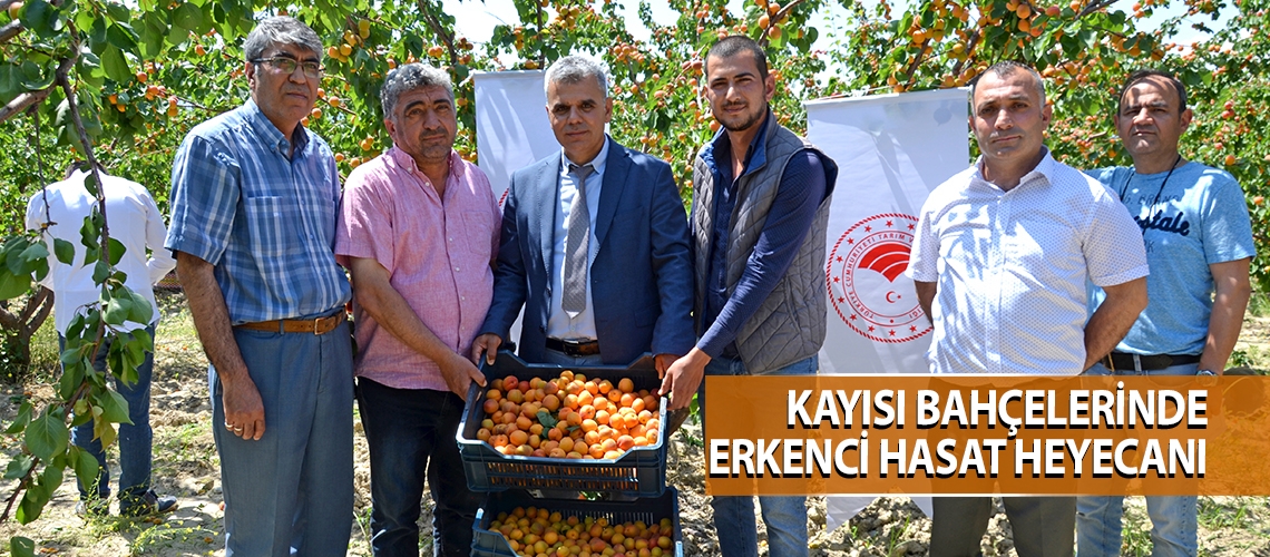Kayısı bahçelerinde erkenci hasat heyecanı