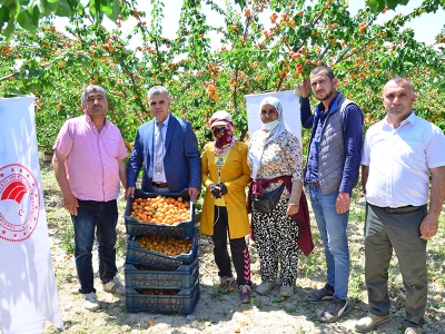 Kayısı bahçelerinde erkenci hasat heyecanı