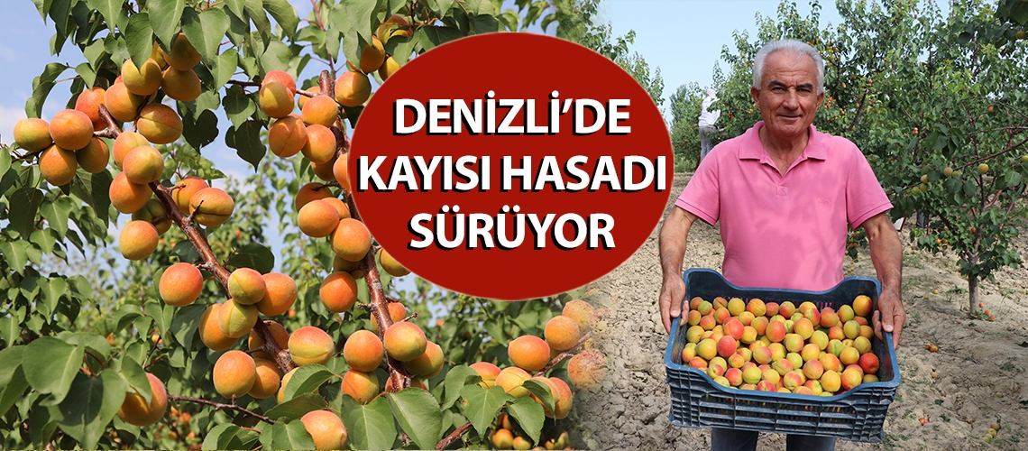 Denizli’de kayısı hasadı sürüyor