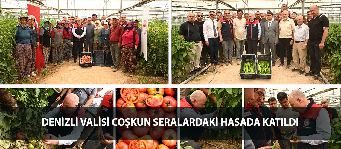 Denizli Valisi Coşkun seralardaki hasada katıldı