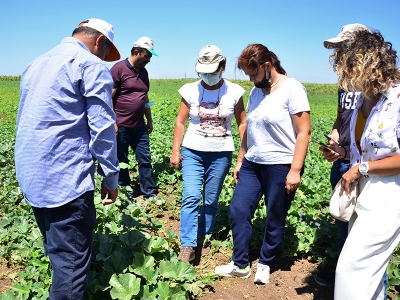 Tavas kavununda hasat başladı