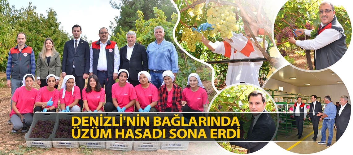 Denizli'nin bağlarında üzüm hasadı sona erdi
